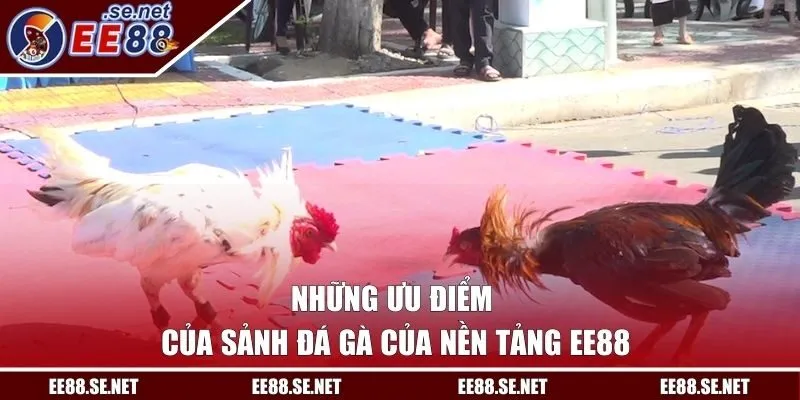 Những ưu điểm của sảnh đá gà của nền tảng EE88